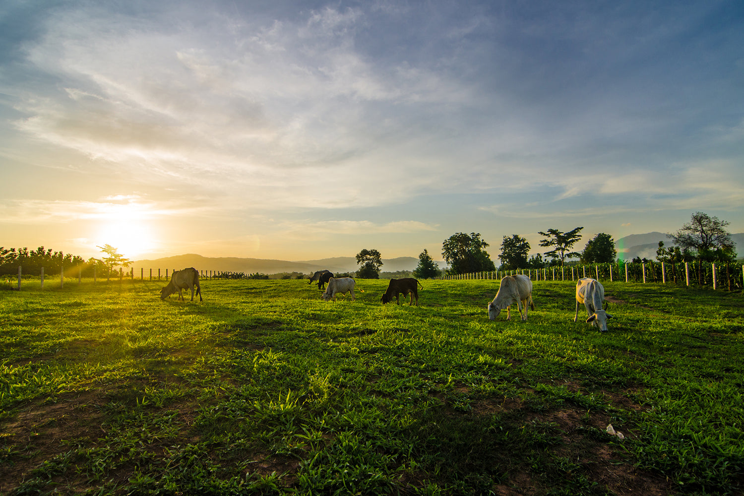アニマルウェルフェアとは? 意味や注目される背景など
