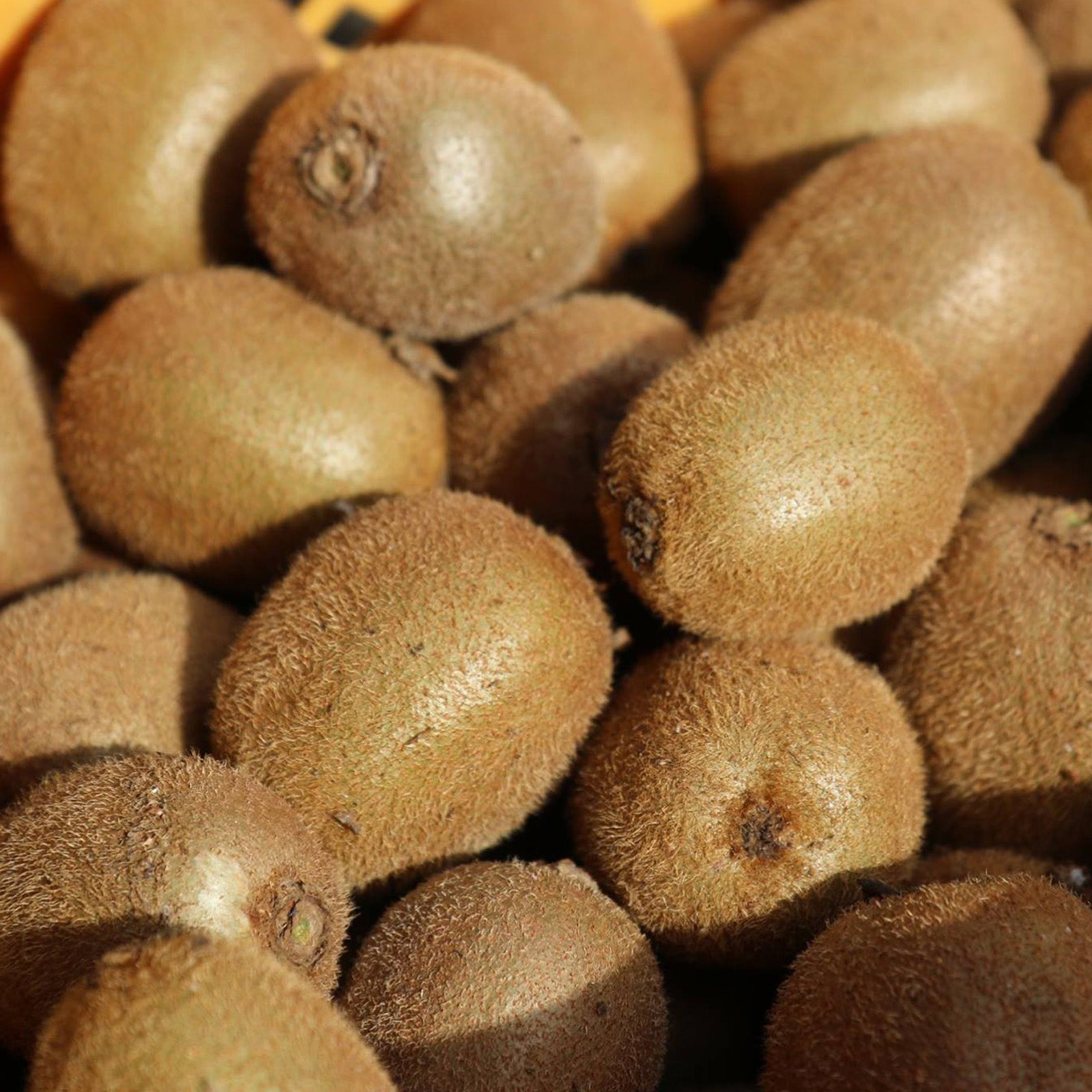 有機 JAS オーガニック キウイ 無農薬 化学肥料不使用 国産 ひび割れあり 訳あり (1kg) 賞味期限:2026/1/8【日時指定不可】【銀行振込不可】 ホライズンファームズ