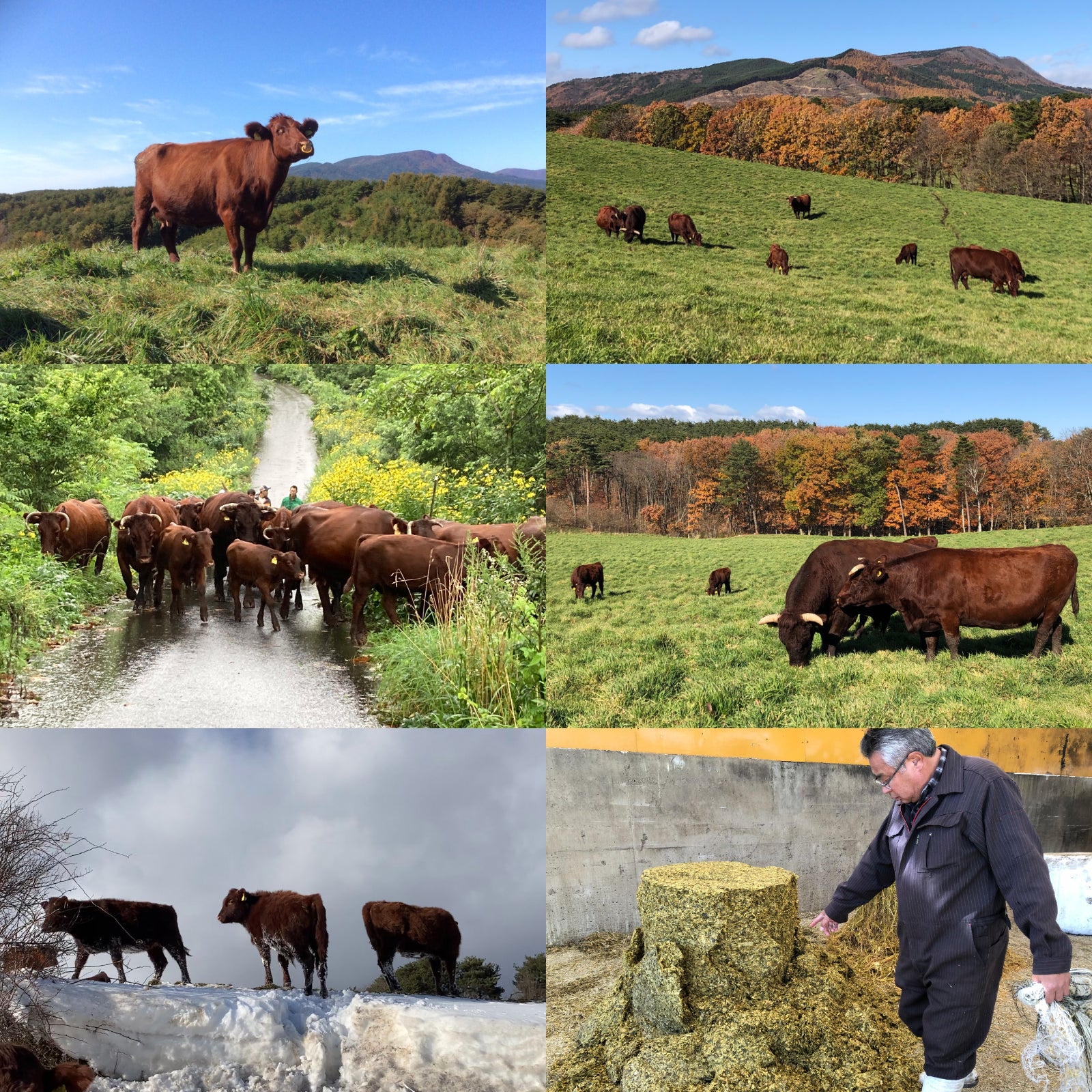 放牧 和牛 牛バラ カルビ 焼肉用 スライス 牛肉 国産 遺伝子組換え不使用 (200g) ホライズンファームズ