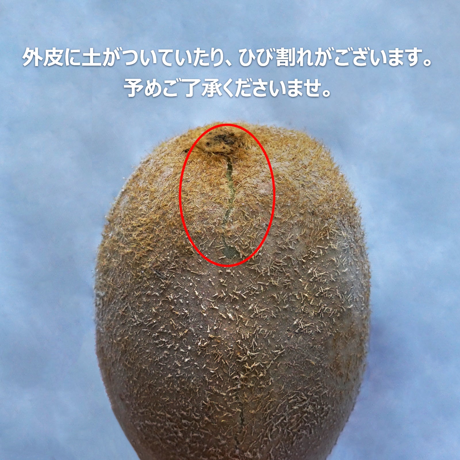 有機 JAS オーガニック キウイ 無農薬 化学肥料不使用 国産 ひび割れあり 訳あり (1kg) 賞味期限:2026/1/8【日時指定不可】【銀行振込不可】 ホライズンファームズ