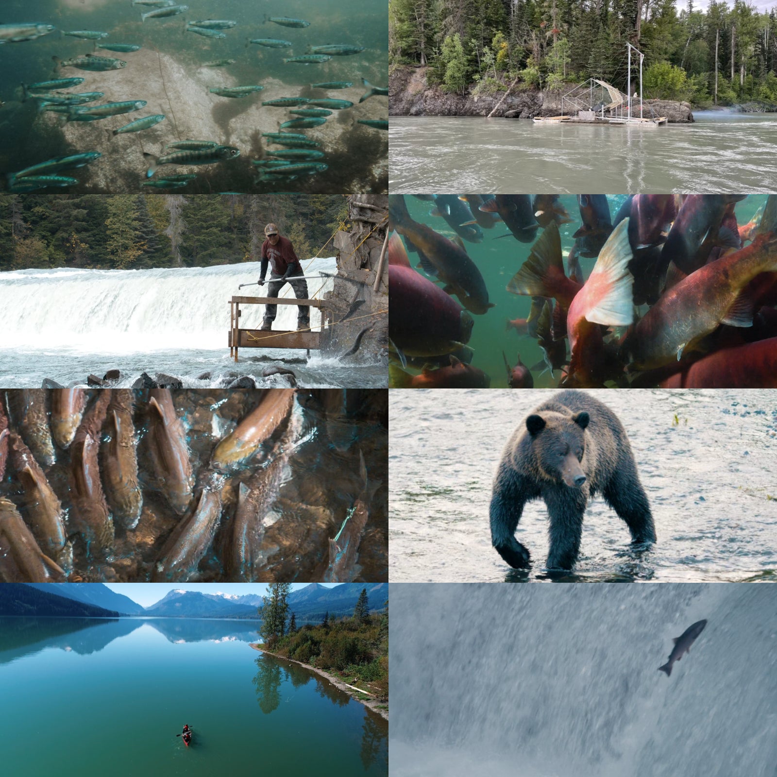 無添加 天然 高級 紅鮭 スモーク サーモン カナダ産 砂糖不使用 (113g) ホライズンファームズ