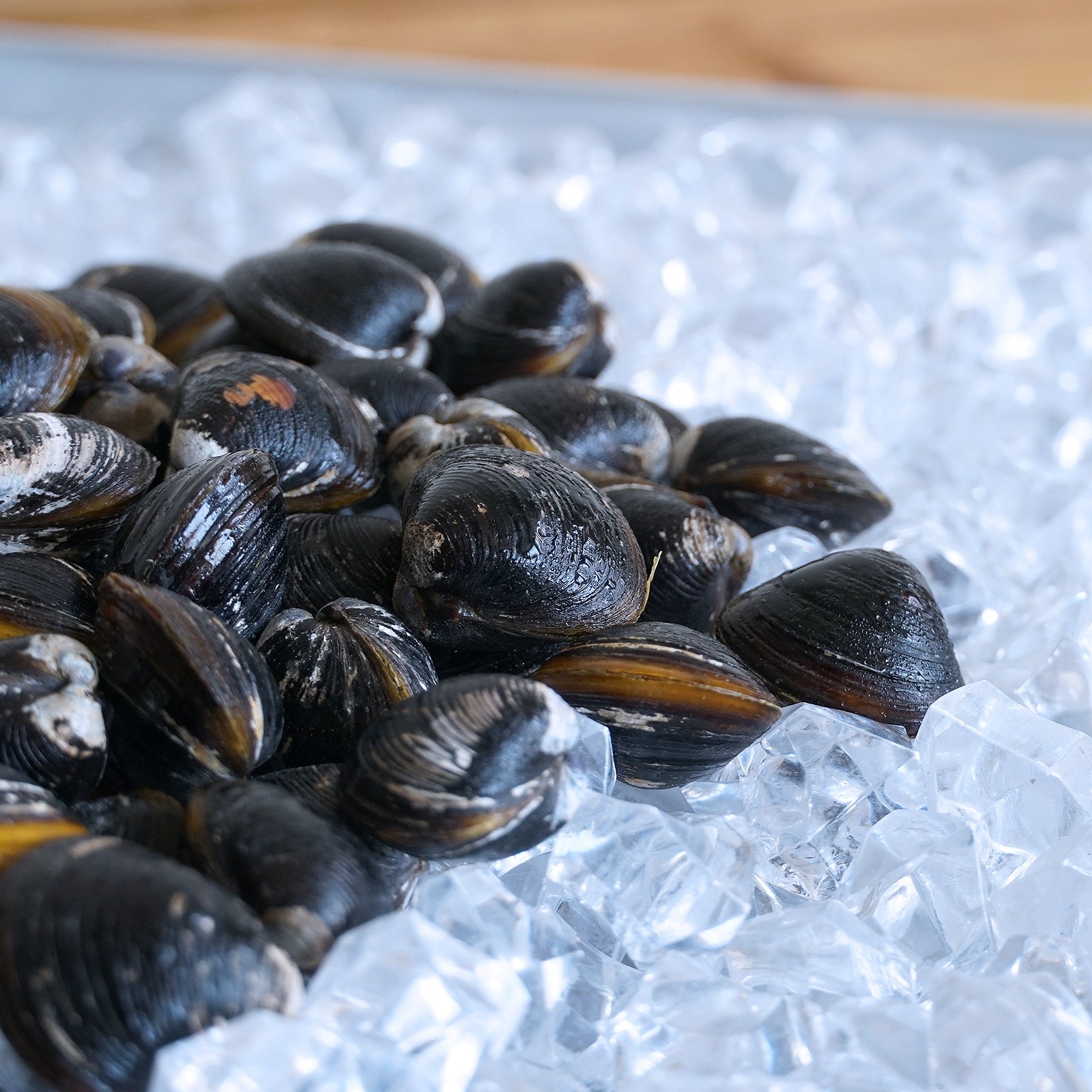 天然 冷凍 大和 しじみ 貝 大粒 殻付き 砂抜き 処理済み 宍道湖産 (500g) ホライズンファームズ