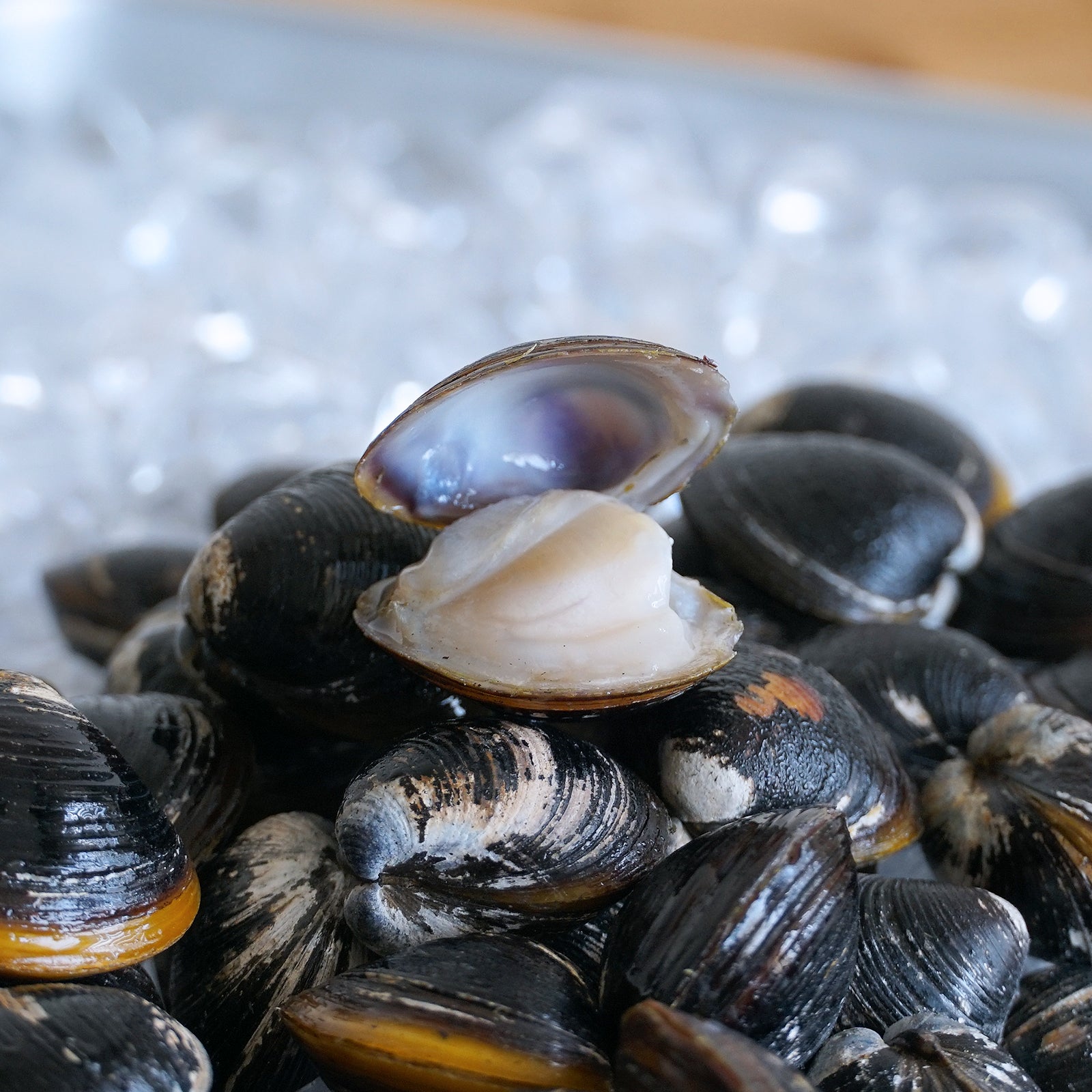 天然 冷凍 大和 しじみ 貝 大粒 殻付き 砂抜き 処理済み 宍道湖産 (500g) ホライズンファームズ