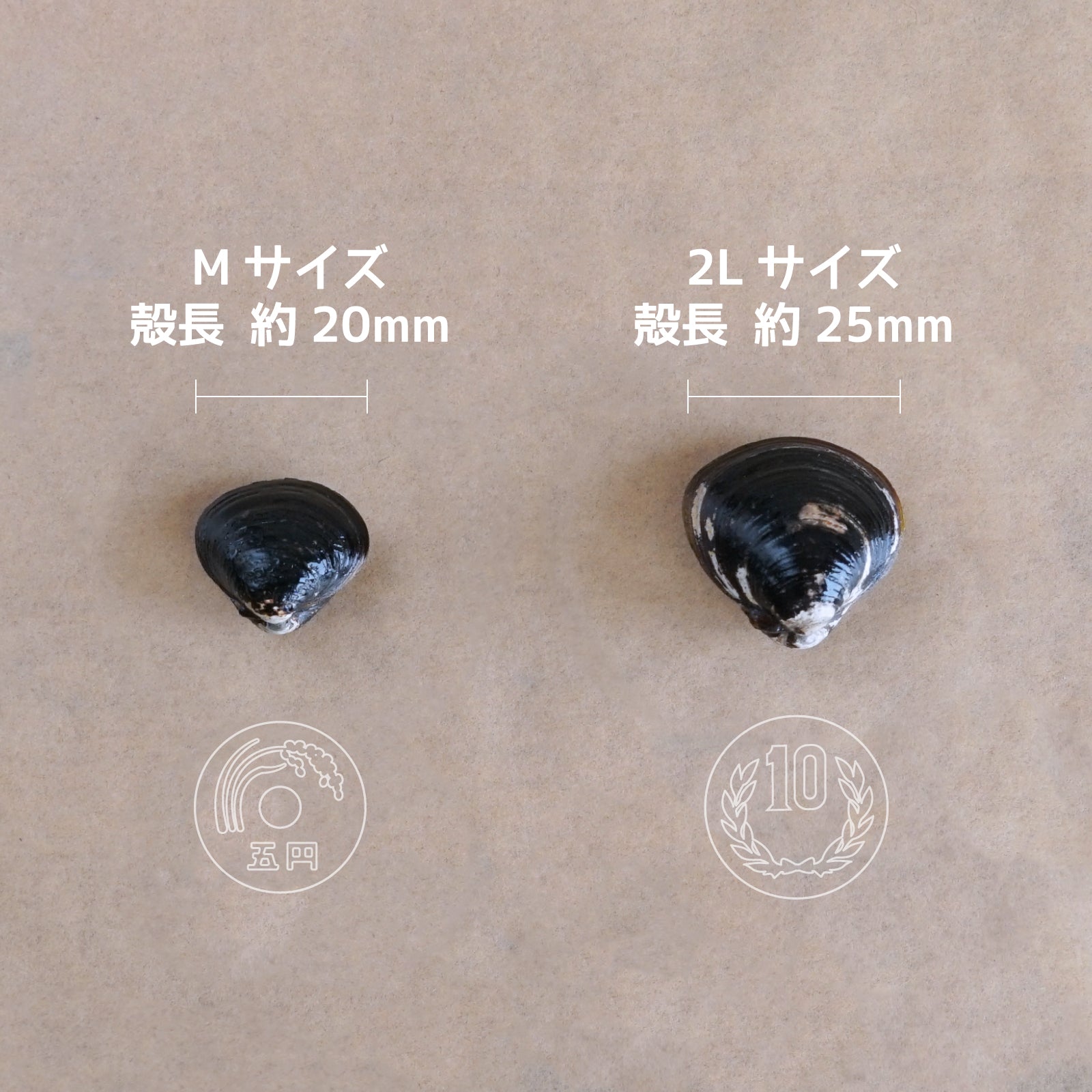 天然 冷凍 大和 しじみ 貝 大粒 殻付き 砂抜き 処理済み 宍道湖産 (500g) ホライズンファームズ
