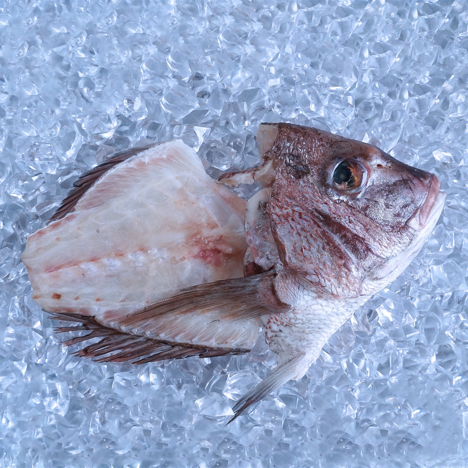 BAP 認証 無投薬 養殖 冷凍 真鯛 鯛カマ 鯛アラ 愛媛県産 (300g) ホライズンファームズ