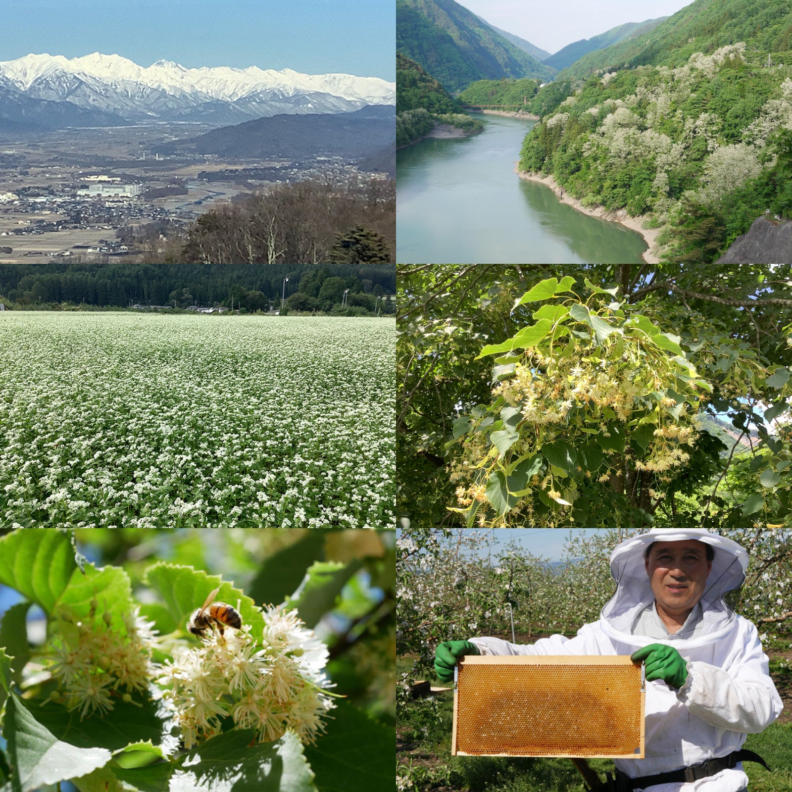 生蜂蜜 天然 はちみつ シナ 菩提樹 国産 (170g) ホライズンファームズ