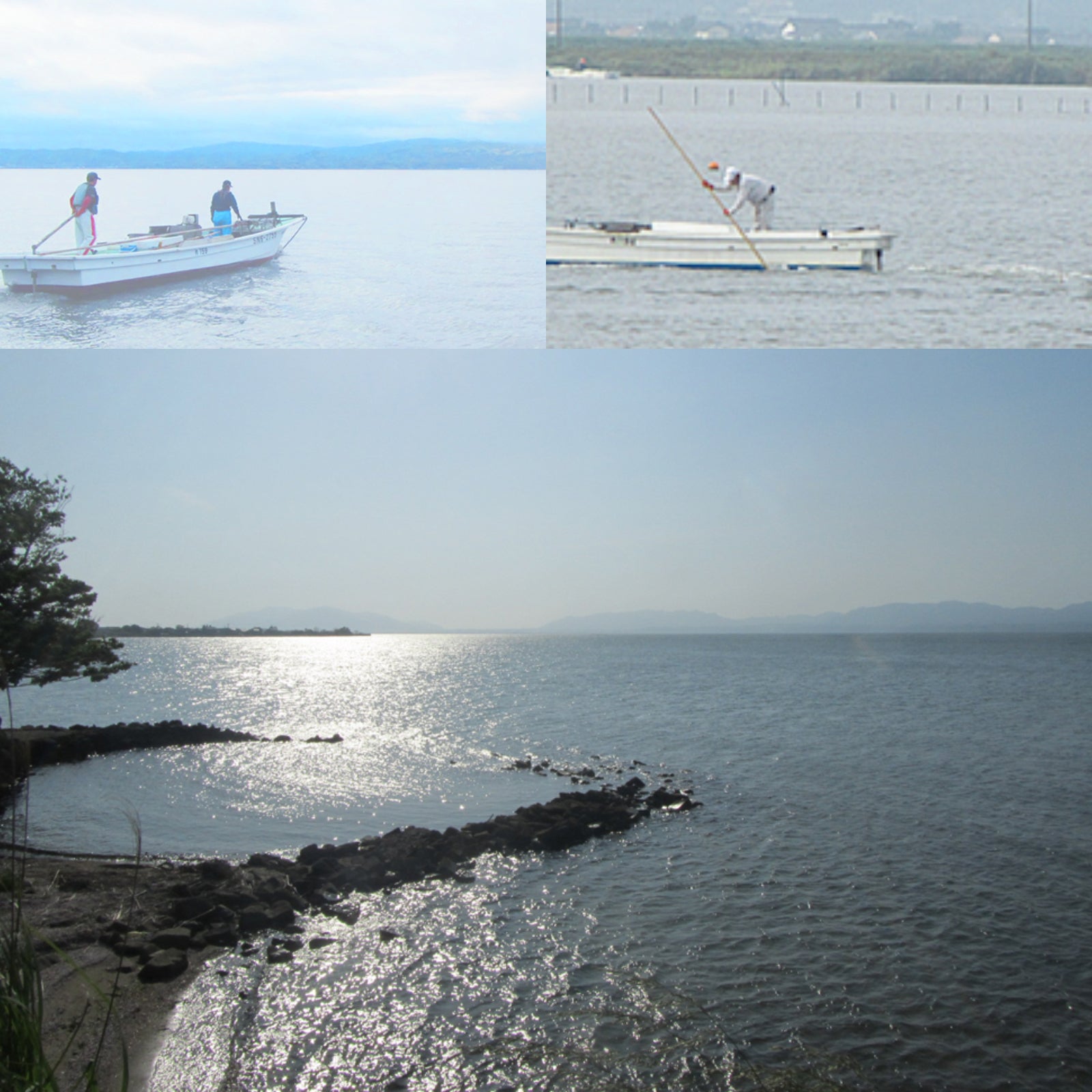 天然 冷凍 大和 しじみ 貝 大粒 殻付き 砂抜き 処理済み 宍道湖産 (500g) ホライズンファームズ