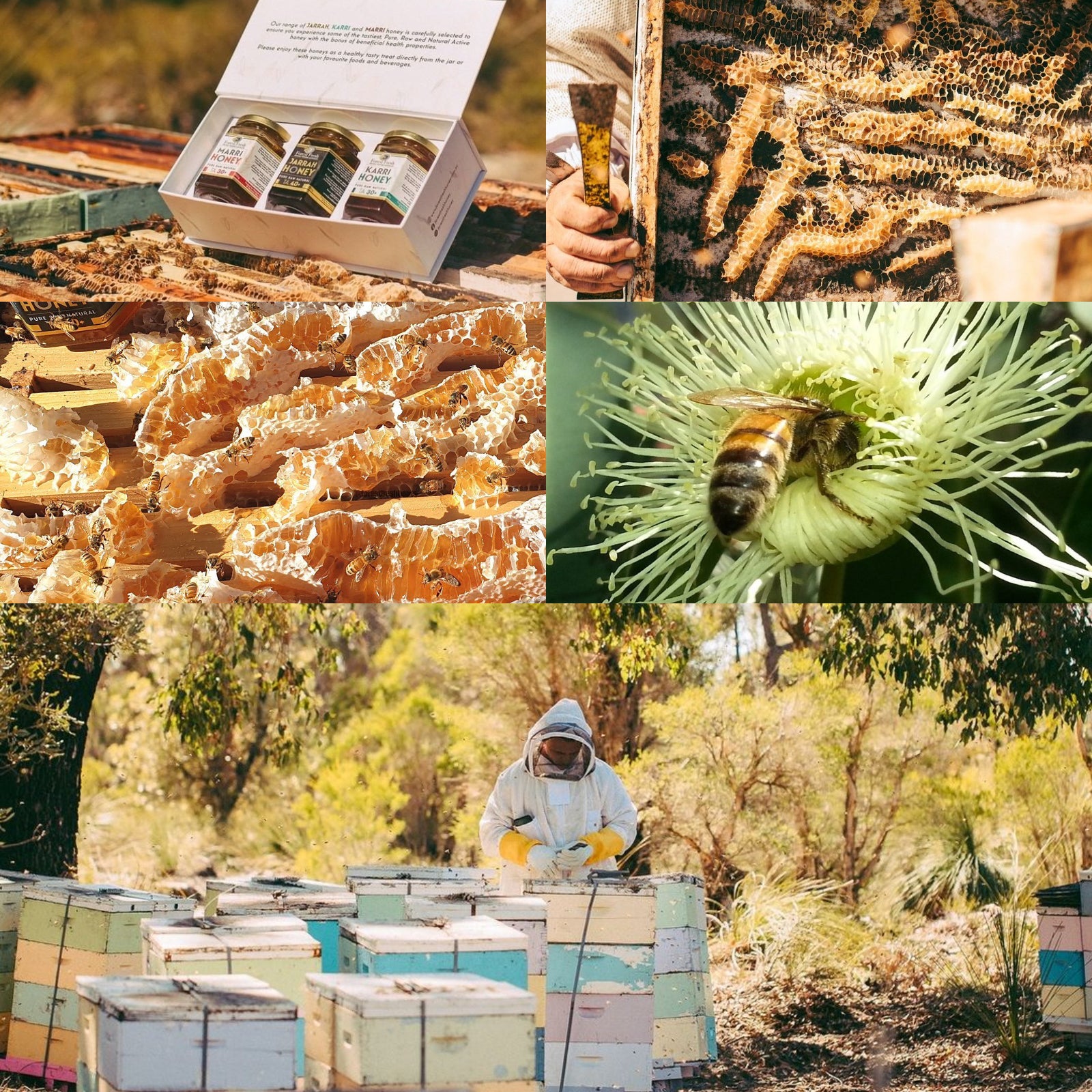 天然 無添加 高品質 ジャラ ビーポーレン 花粉だんご オーストラリア産 (120g) ホライズンファームズ