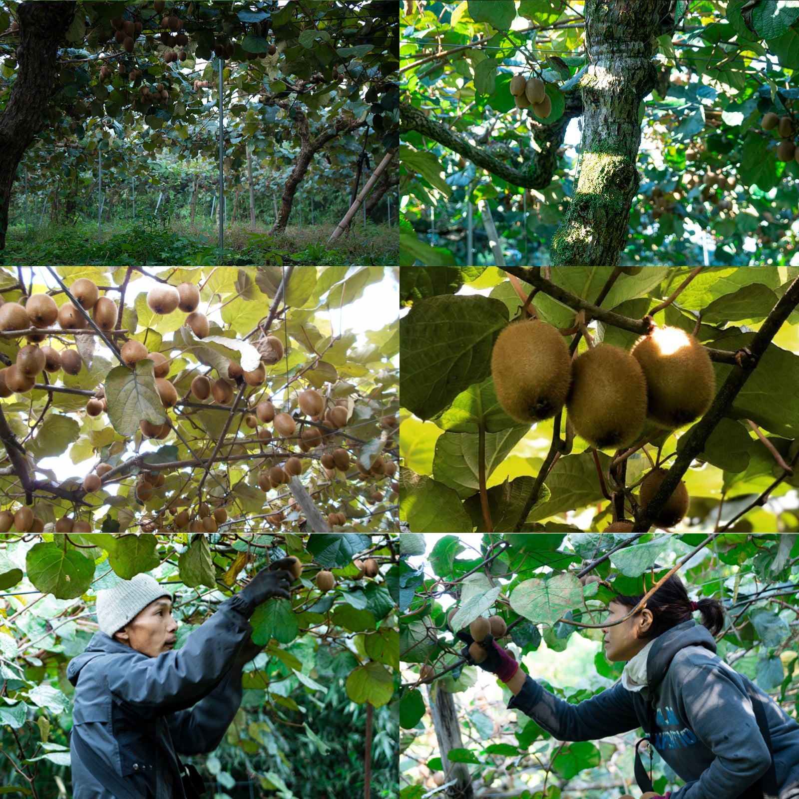 有機 JAS オーガニック キウイ 無農薬 化学肥料不使用 国産 ひび割れあり 訳あり (1kg) 賞味期限:2026/1/8【日時指定不可】【銀行振込不可】 ホライズンファームズ
