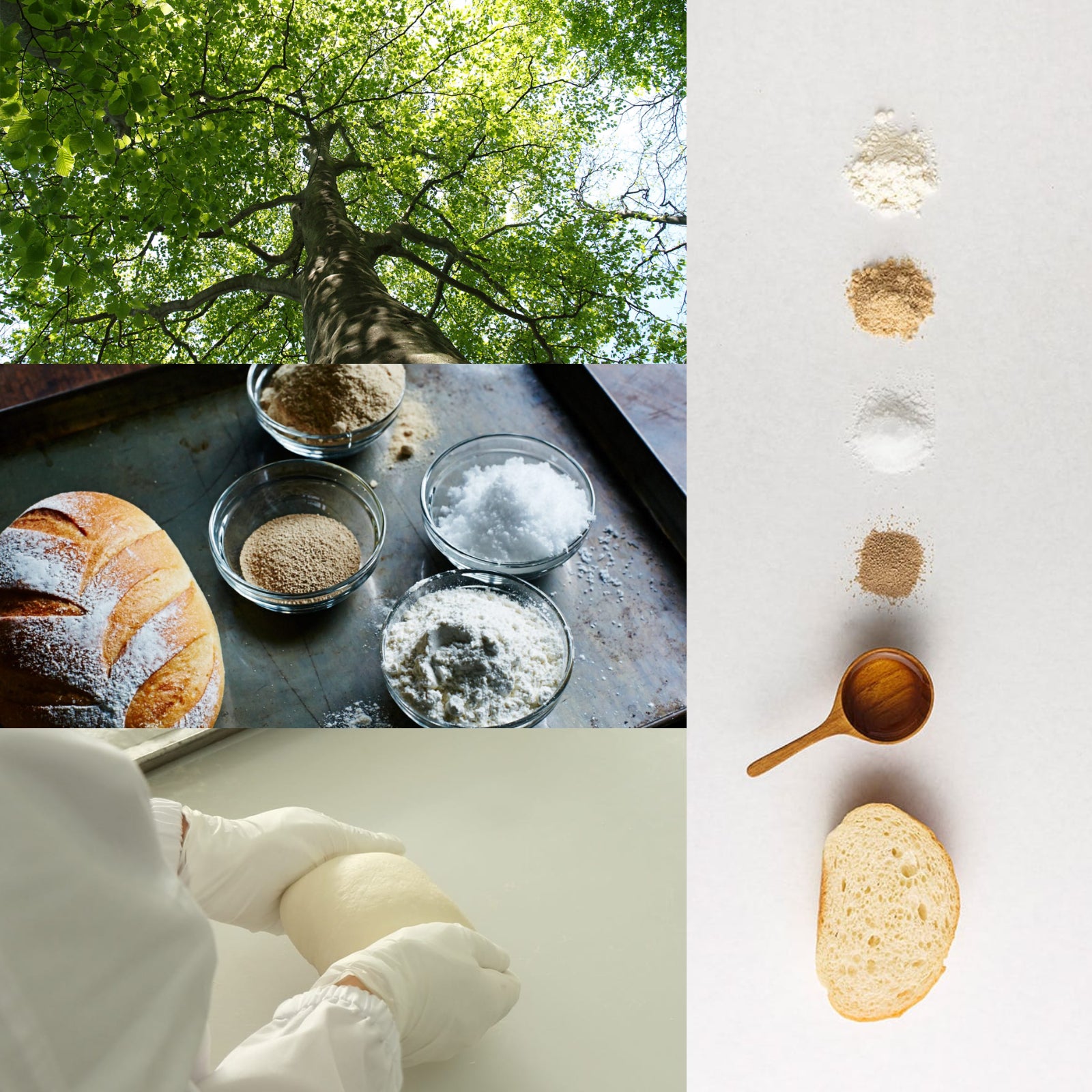 無添加 くるみ フランス パン 卵不使用 乳製品不使用 国産 (8枚) ホライズンファームズ