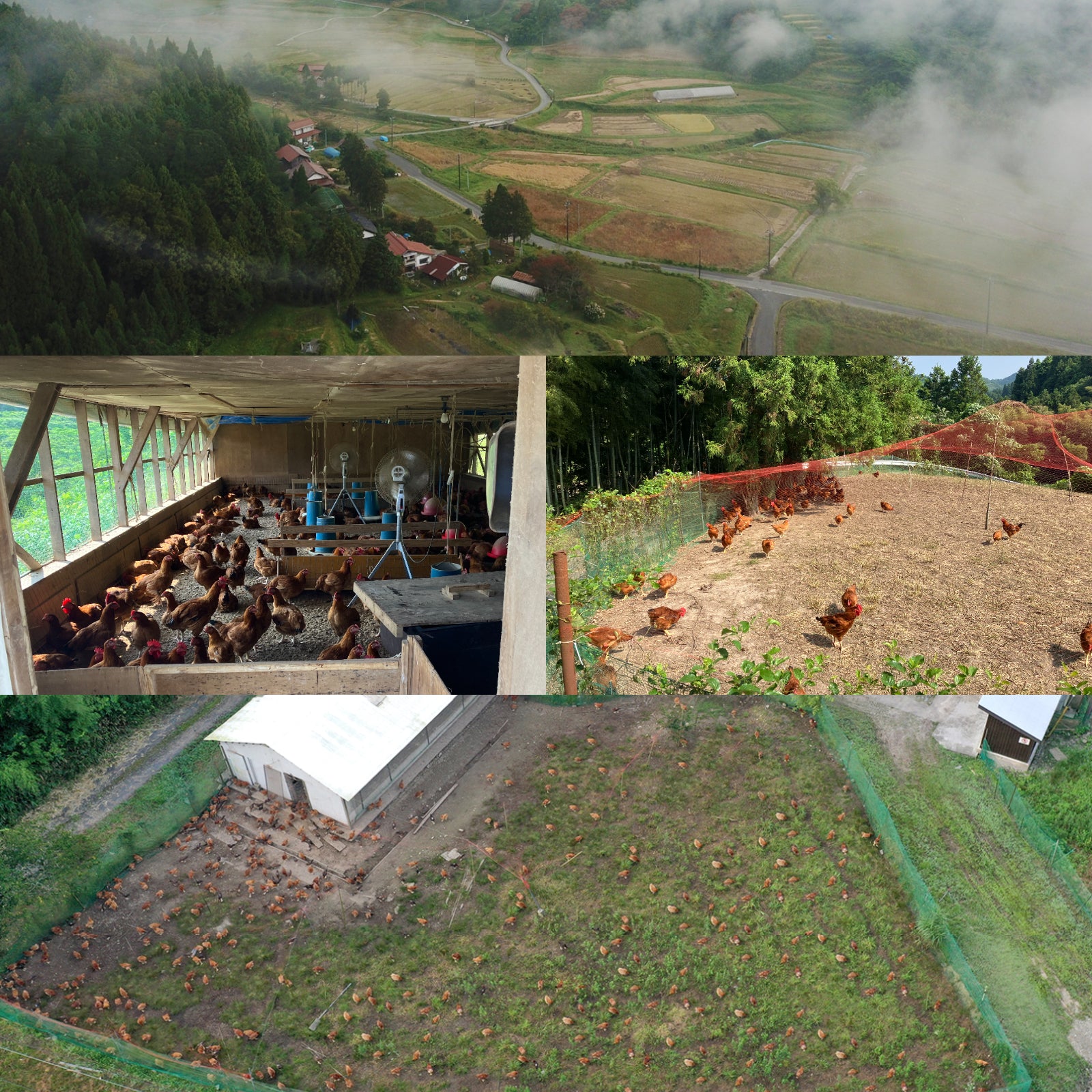 国産 無投薬 放牧 チキン 地鶏 銀山赤どり 皮無し ムネ肉 ササミ 角切り (100g) ホライズンファームズ