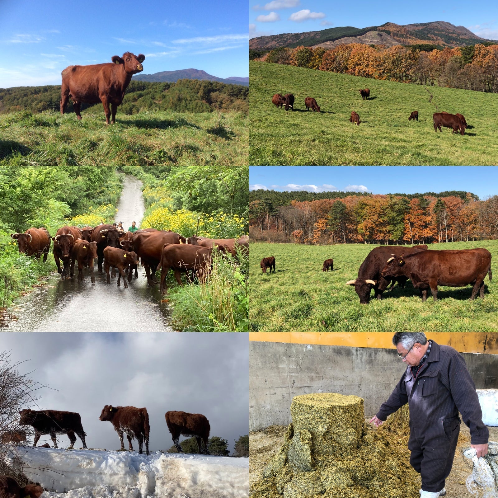 放牧 和牛 ひき肉 最高品質 牛肉 100% 国産 遺伝子組換え不使用 (100g) ホライズンファームズ