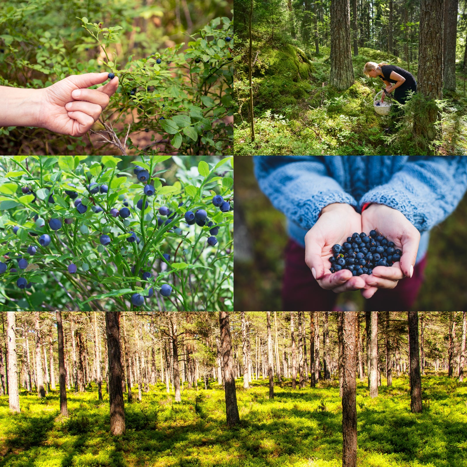 オーガニック ワイルドブルーベリー ジュース 砂糖不使用 化学物質不使用 スウェーデン産 (500ml) ホライズンファームズ