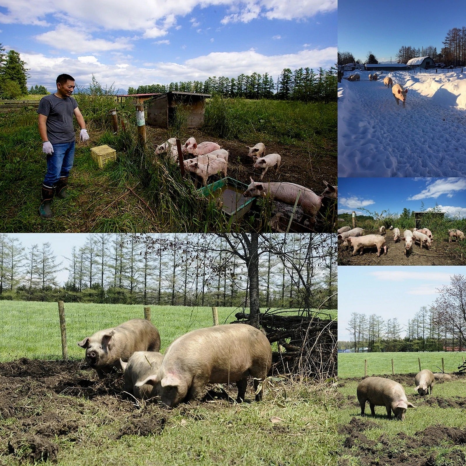 無添加・砂糖不使用 放牧豚 生ソーセージ プレーン 北海道産 (5本) ホライズンファームズ