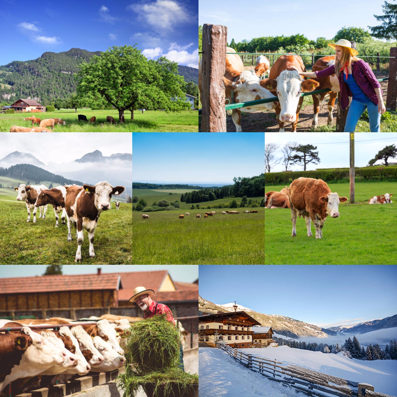 グラスフェッドビーフ 牛タン タン先 シチューカット 煮込み用 オーストリア産 (200g) ホライズンファームズ