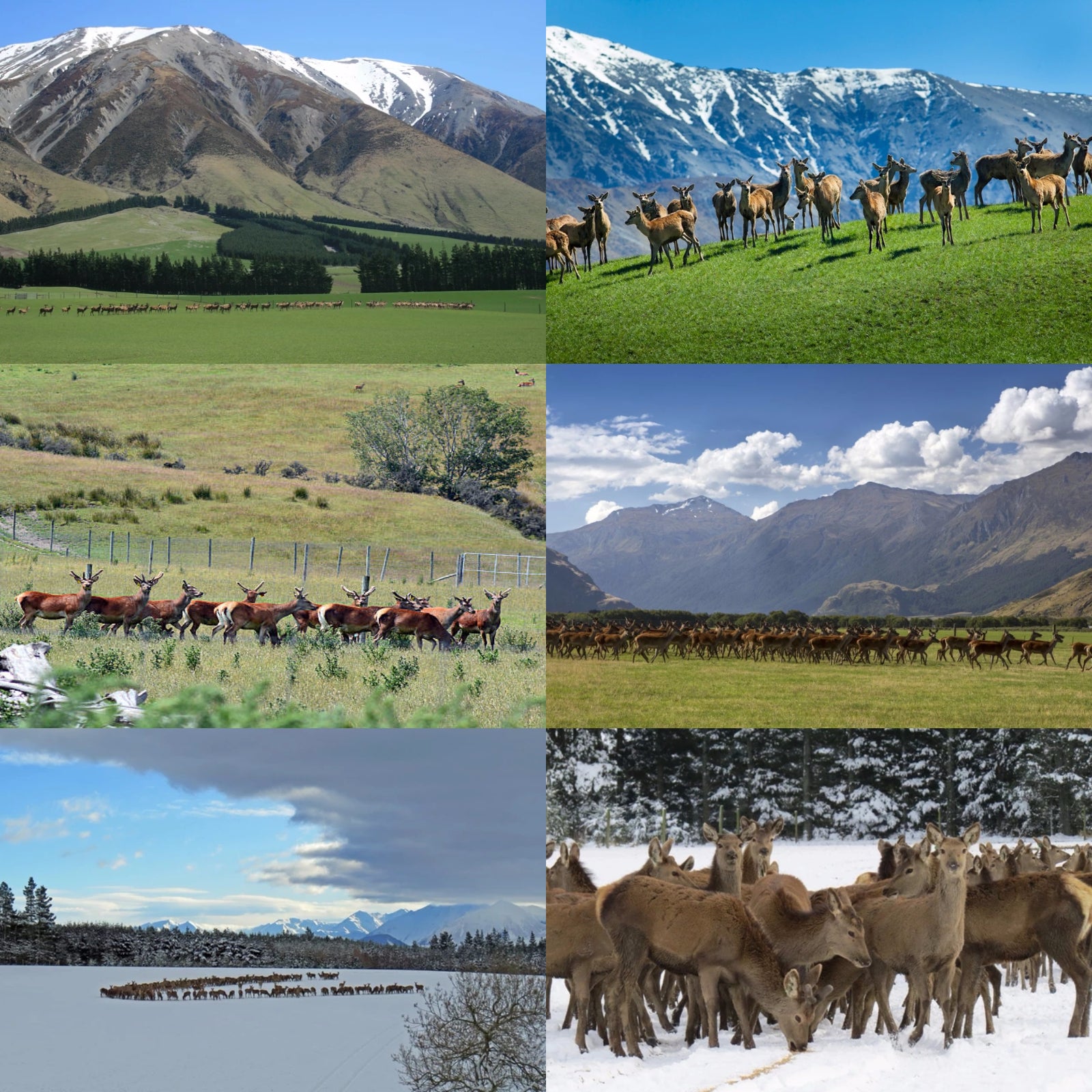 高品質 放牧 鹿肉 ジビエ ベニソン ロース シチューカット オーストラリア産 (200g) ホライズンファームズ