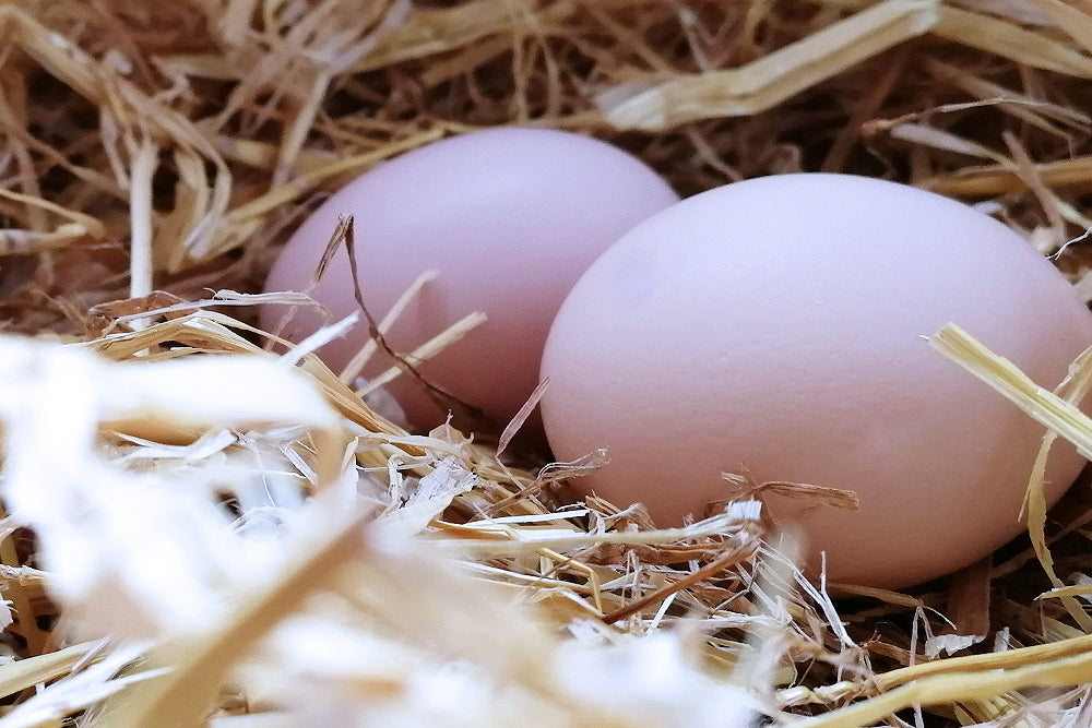 平飼い卵とは？鶏の飼育環境の違いについて解説