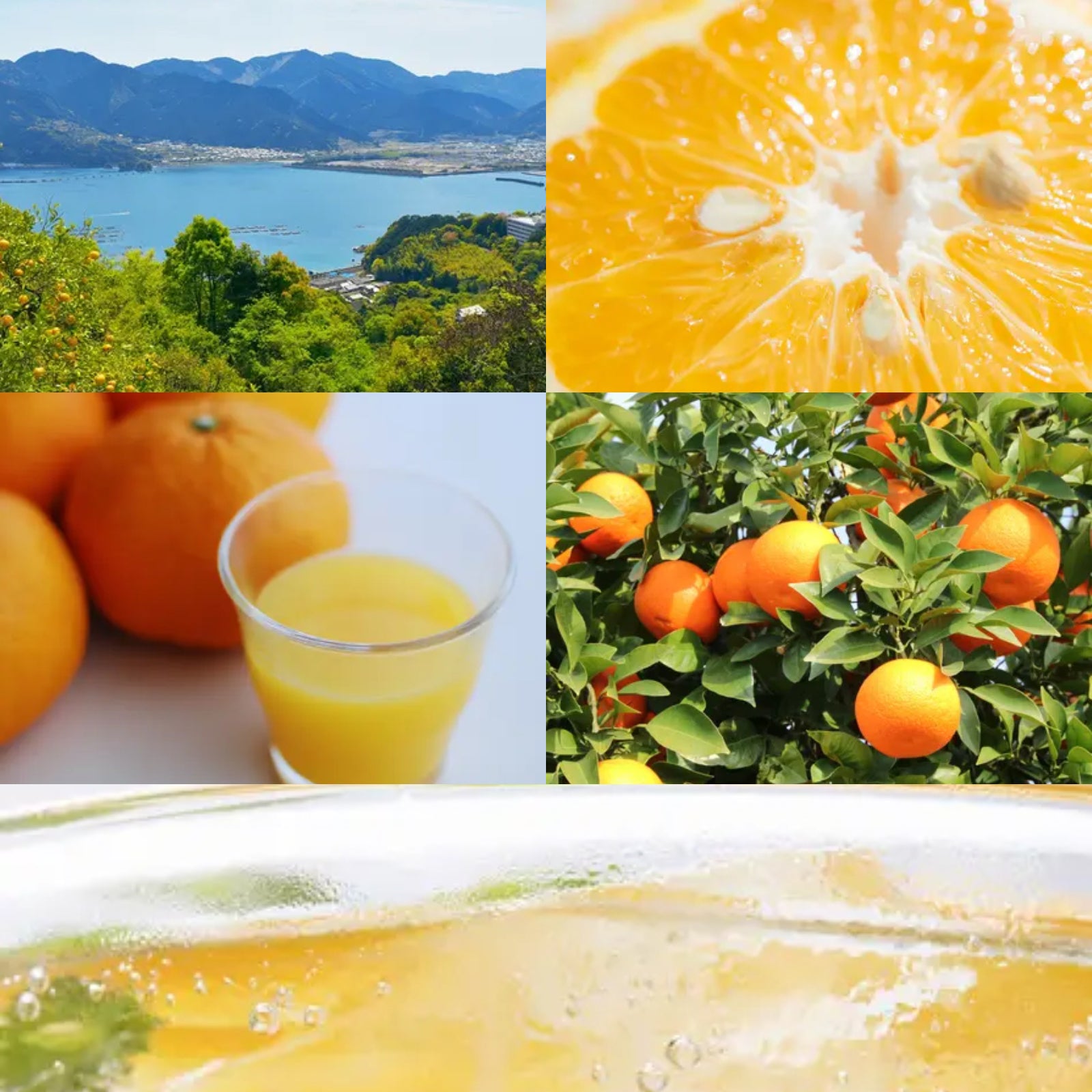 無添加 甘夏 みかん ジュース 砂糖不使用 酸化防止剤不使用 化学物質不使用 国産 (720ml) ホライズンファームズ