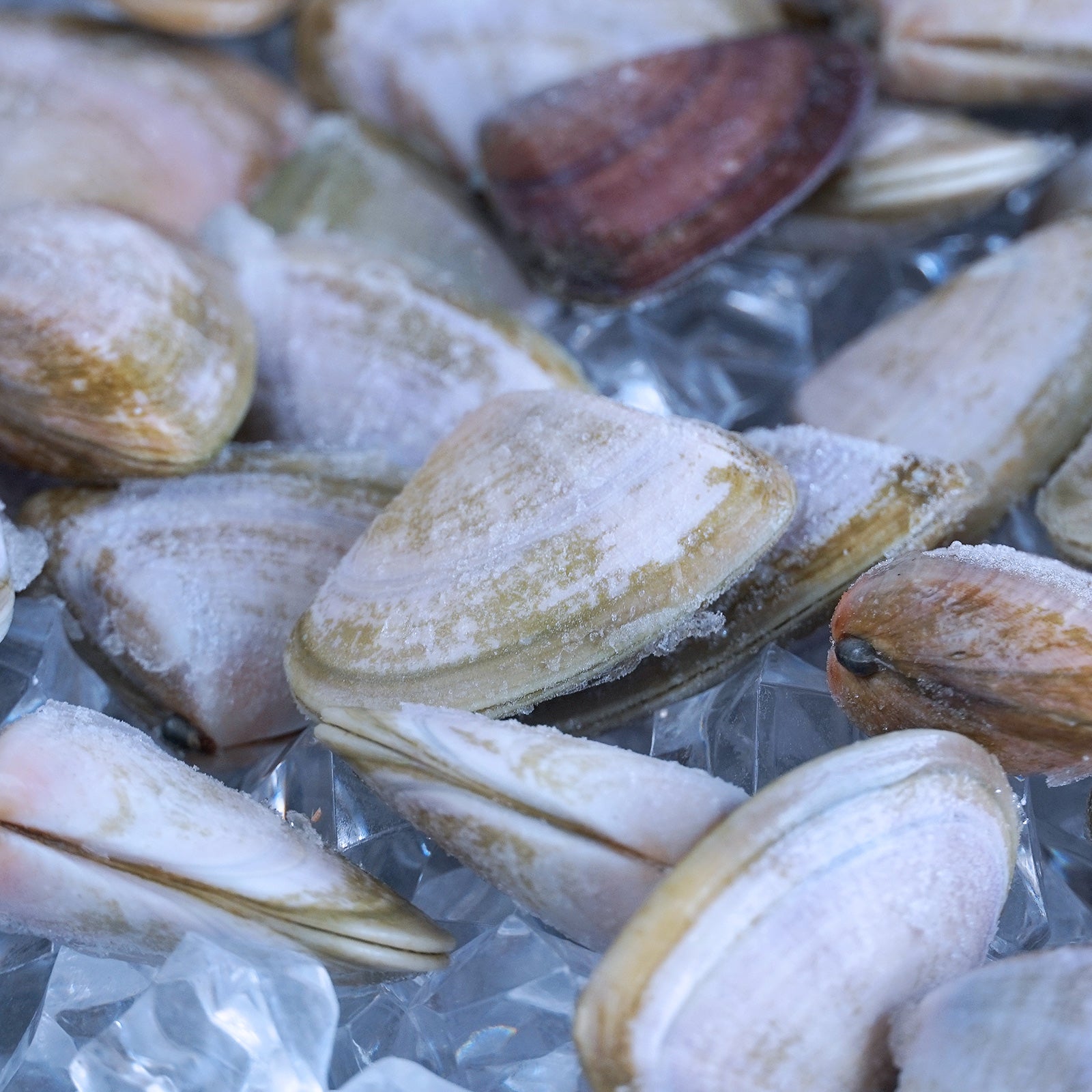 MSC 認証 天然 ピピ貝 オーストラリア産 殻付き 砂抜き 処理済み (1kg) ホライズンファームズ