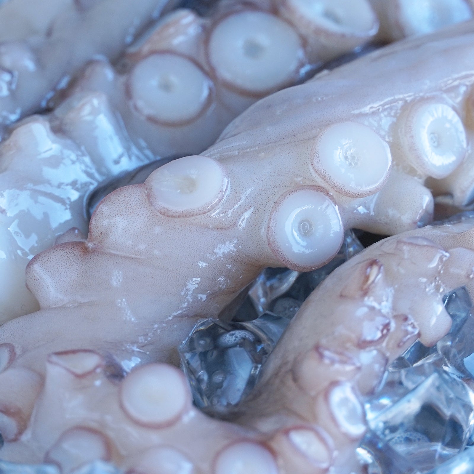 MSC 認証 天然 高品質 タコ 足 刺身 非加熱 オーストラリア産 (300g) ホライズンファームズ