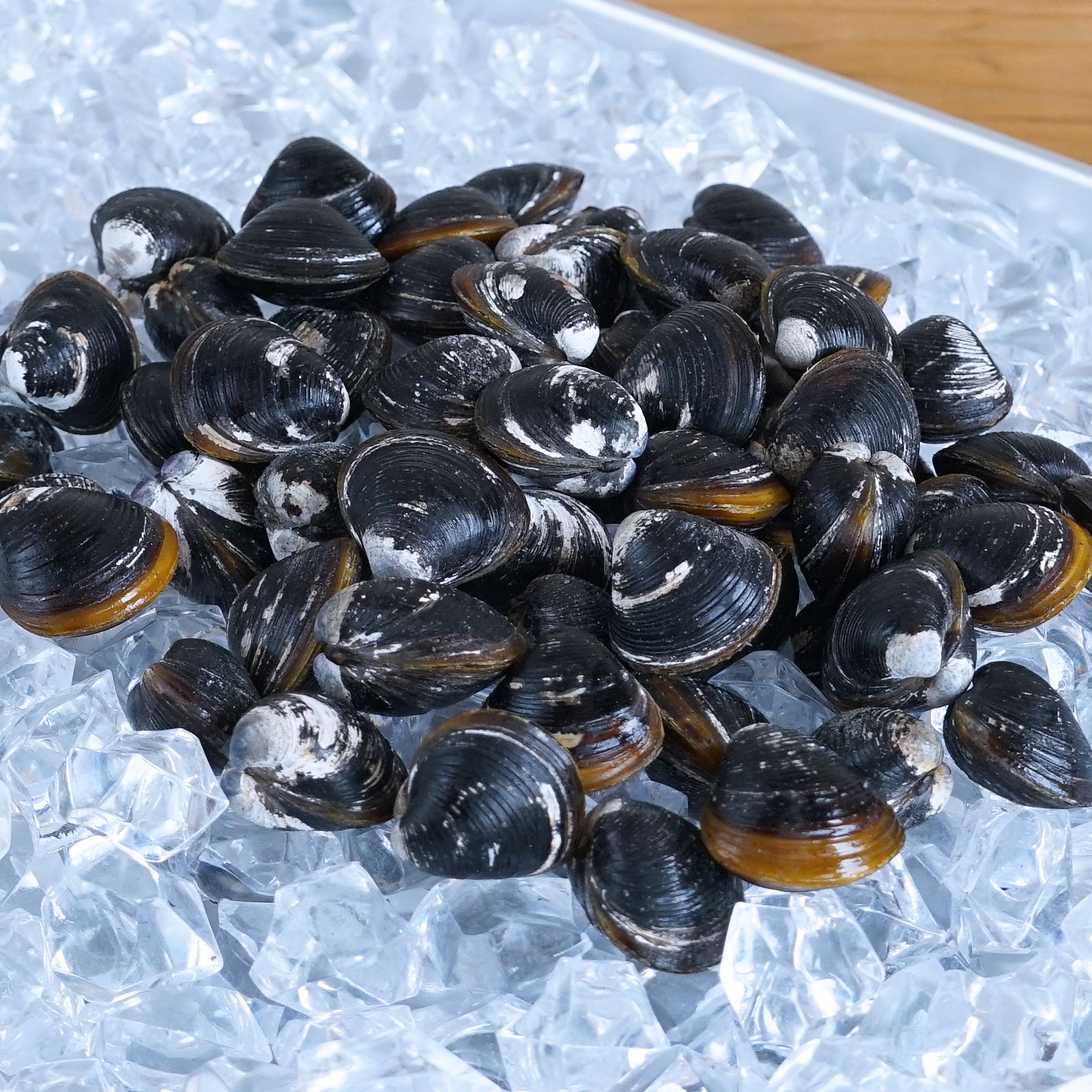 天然 冷凍 大和 しじみ 貝 大粒 殻付き 砂抜き 処理済み 宍道湖産 (500g) ホライズンファームズ
