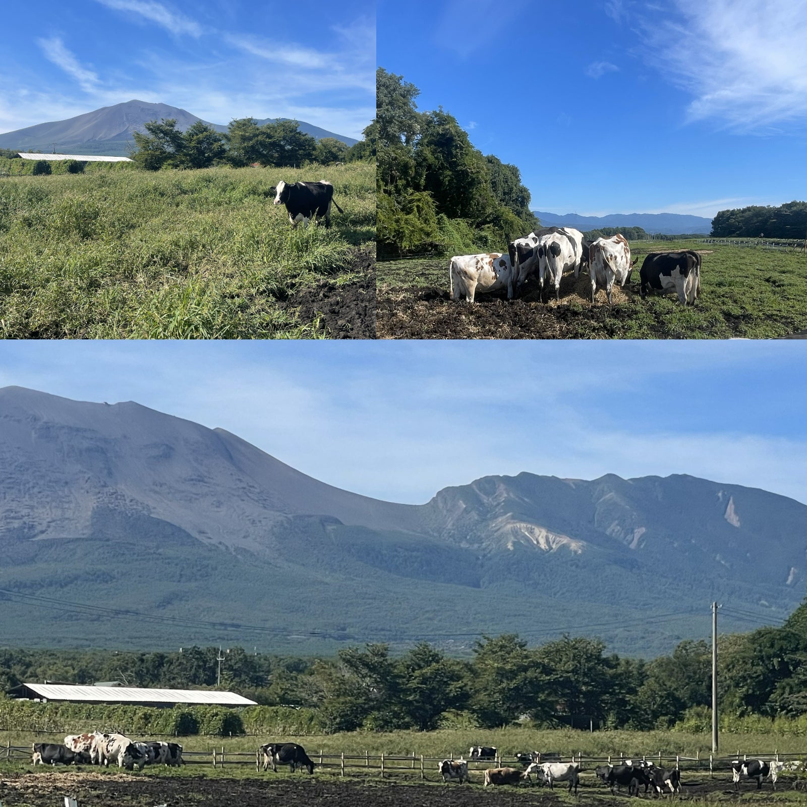 有機 JAS オーガニック 無添加 グリーク ヨーグルト プレーン 加糖 (90g×3個) 【日時指定不可】【銀行振 ホライズンファームズ