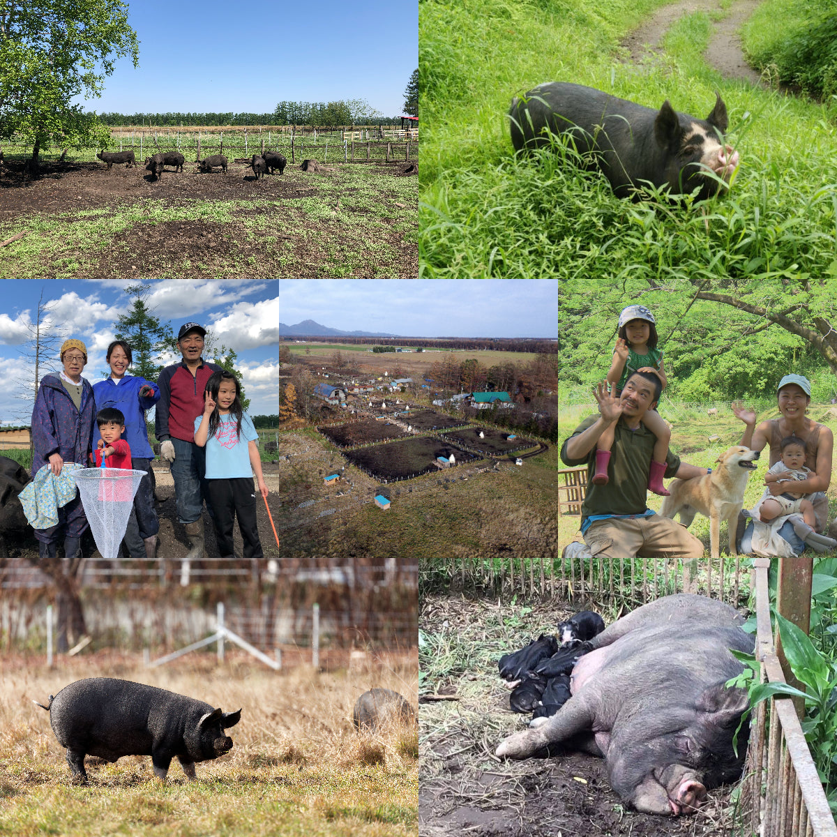 放牧 黒豚 放牧豚 豚バラ 厚切り スライス 焼肉用 (300g) ホライズンファームズ
